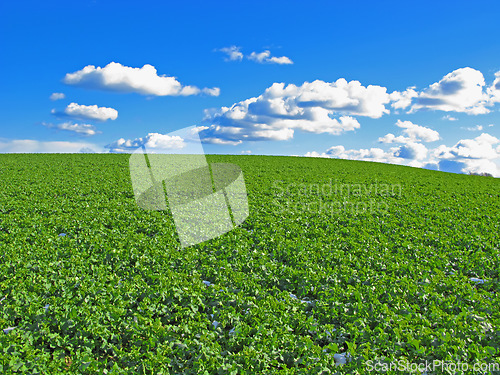 Image of Plant, clouds and blue sky with landscape of field for farm mockup space, environment and ecology. Nature, grass and horizon with countryside meadow for spring, agriculture and sustainability