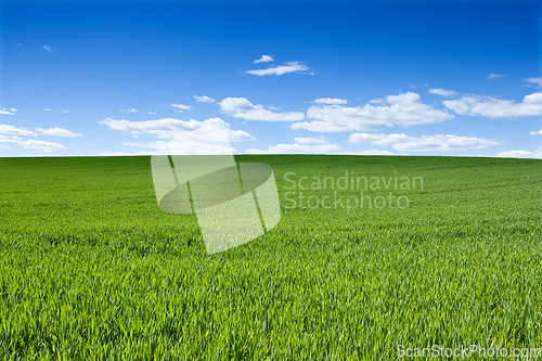 Image of Horizon, clouds and blue sky with landscape of field for farm mockup space, environment and ecology. Plant, grass and nature with countryside meadow for spring, agriculture and sustainability