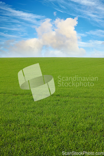 Image of Green, clouds and blue sky with landscape of field for farm mockup space, environment and ecology. Plant, grass and horizon with countryside meadow for spring, agriculture and sustainability