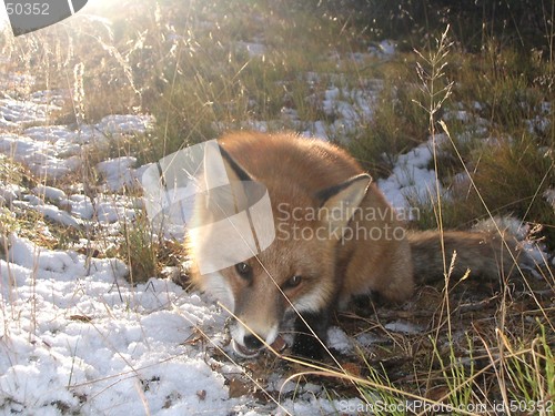 Image of Wild red fox