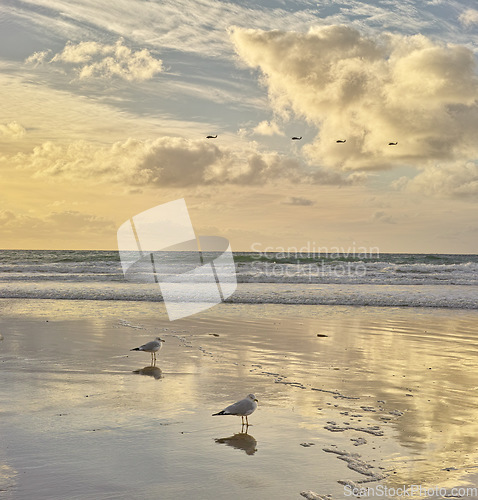 Image of Beach, sunset and birds on the sand by the sea with clouds in the blue sky for travel. Nature, summer and animals by the ocean water waves outdoor at dawn on a tropical island with a seascape.