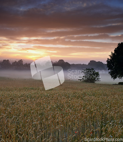 Image of Misty, morning and farm with sunrise, nature and view with grass, environment and natural habitat. Agriculture, sky and start day with countryside, peace and calm with trees, clouds and fresh air