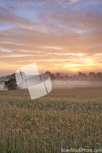 Image of Misty, morning and farm with sunrise, sustainability and peace with ecology, agriculture and natural with a view. Environment, fog and countryside with sunset, landscape and travel in spring and sky