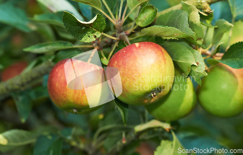 Image of Environment, agriculture and farm with apple on tree for sustainability, health and growth. Plants, nature and nutrition with ripe fruit on branch for harvesting, farming and horticulture