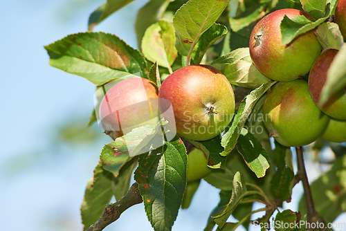 Image of Nature, agriculture and space with apple on tree for sustainability, health and growth. Plants, environment and nutrition with ripe fruit on branch for harvesting, farming and horticulture