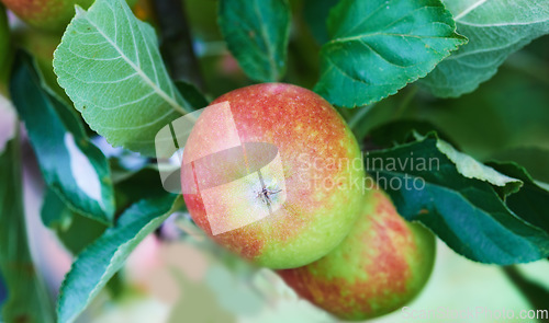 Image of Nature, agriculture and nutrition with apple on tree for sustainability, health and growth. Plants, environment and farm with ripe fruits on branch for harvesting, farming and horticulture