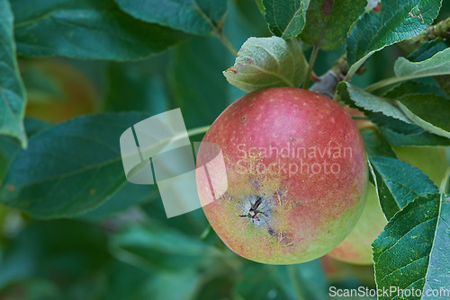 Image of Nature, agriculture and leaf with apple on tree for sustainability, health and growth. Plants, environment and nutrition with ripe fruit on branch for harvesting, farming and horticulture