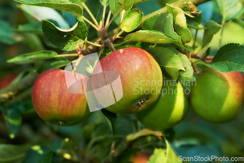 Image of Nature, environment and farm with apple on tree for sustainability, health and growth. Plants, agriculture and nutrition with ripe fruits on branch for harvesting, farming and horticulture