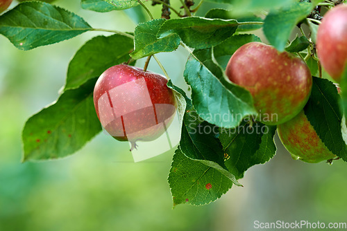 Image of Apple growth, nature and fruit product plant outdoor on countryside with farming produce. Fruits, red apples and green leaf on a tree outside on a farm for agriculture and sustainable production