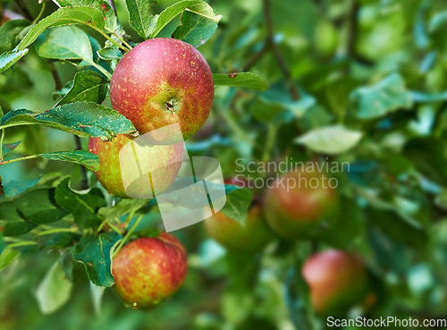 Image of Nature, agriculture and garden with apple on tree for sustainability, ecology and growth. Plants, environment and nutrition with red summer fruits on branch for harvesting, farming and horticulture