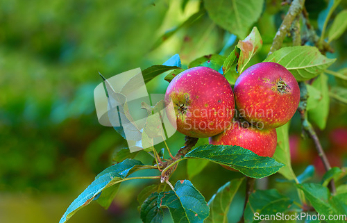 Image of Red apple, nature and fruit product plant outdoor on countryside with farming produce. Fruits, red apples and green leaf on a tree outside on a farm for agriculture and sustainable production