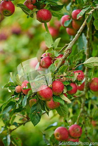 Image of Apple harvest, nature and fruit product plant outdoor on countryside with farming produce. Fruits, red apples and green leaf on a tree outside on a farm for agriculture and sustainable production