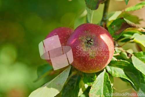 Image of Apple harvest, nature and fruit in nature outdoor on countryside with farming plant produce. Fruits, red apples and green leaf on a tree outside on a farm for agriculture and sustainable production