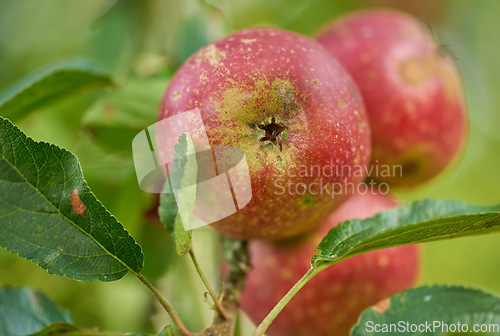 Image of Nature, agriculture and organic with apple on tree for sustainability, health and growth. Plants, environment and nutrition with ripe fruit on branch for harvesting, farming and horticulture
