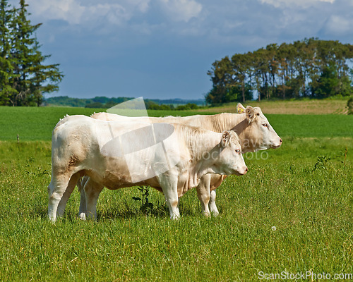 Image of Cow herd, field and farming in summer for agriculture, eating and walking for health, meat industry and outdoor. Cattle group, grass and together for farm, nature and sunshine in green countryside