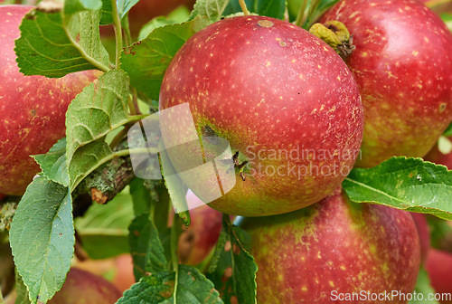 Image of Nature, agriculture and farm with apple on tree for sustainability, health and growth. Plants, environment and nutrition with ripe fruit on branch for harvesting, farming and horticulture