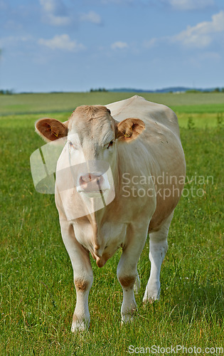 Image of Agriculture, nature and portrait of cow on farm for sustainability, milk production and livestock. Growth, summer and ecology with animal in countryside field for cattle industry and beef farming