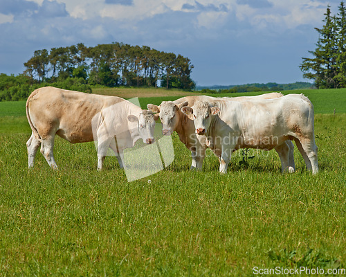 Image of Cow herd, field and farm in summer for agriculture, eating and walking for health, meat industry and outdoor. Cattle group, grass and together for farming, nature and sunshine in green countryside