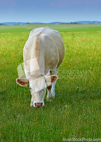 Image of Cows, field and sustainability with farming, countryside and grass with a ranch animal, livestock and agriculture. Cattle grazing, growth or ecology with production, milk or beef industry with health