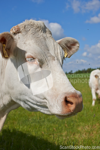 Image of Agriculture, nature and closeup of cow on farm for sustainability, milk production and livestock. Growth, summer and ecology with animal in countryside field for cattle industry and beef farming