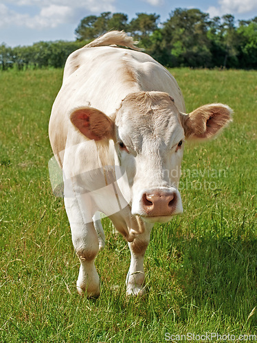 Image of Agriculture, grass and portrait of cow on farm for sustainability, milk production and livestock. Growth, summer and ecology with animal in countryside field for cattle industry and beef farming