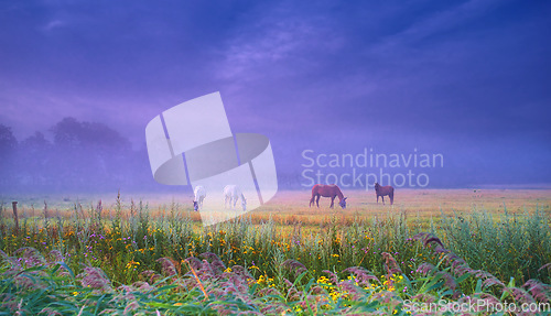 Image of Horses, group and field in mist, farm and nature for grazing, eating and freedom together in morning. Horse farming, sustainable ranch or landscape by space, sky background and outdoor flowers in fog