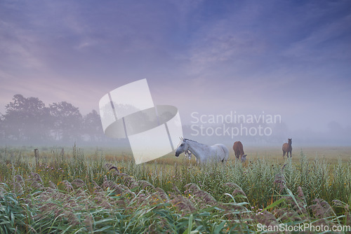 Image of Horses, group and field in nature, farm and mist for grazing, eating and freedom together in morning. Horse farming, sustainable ranch and landscape with space, sky background and outdoor in fog