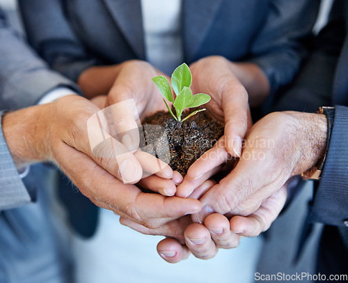 Image of Hands, seedling plant and business people together for growth with support, helping hand or hope in office. Group, sustainability or accountability with soil, solidarity or teamwork for green energy