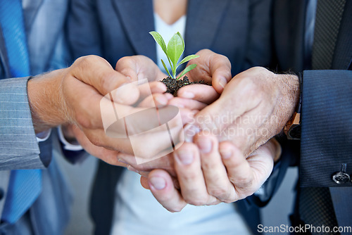 Image of Closeup, staff and hands with a plant, employees and seedling with business growth, hope or investment. Zoom, group or people with sustainability, eco friendly or agriculture with development or goal