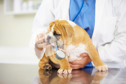 Image of Heartbeat, hands of nurse or dog in vet for animal healthcare check up consultation for nursing inspection. Doctor, veterinary or sick bulldog pet or puppy in examination for medical test for help