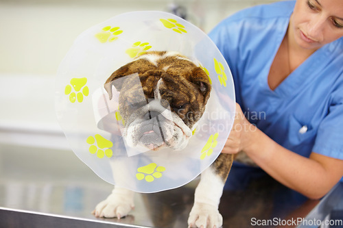 Image of Cone, doctor or dog at vet clinic for animal healthcare checkup in nursing consultation or inspection. Veterinary, nurse or sick bulldog pet or puppy getting examination or medical test for help