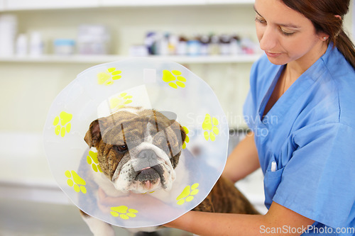 Image of Cone, nurse or dog at vet clinic for animal healthcare check up in nursing consultation or inspection. Veterinary, doctor or sick bulldog pet or puppy getting examination or medical test for help