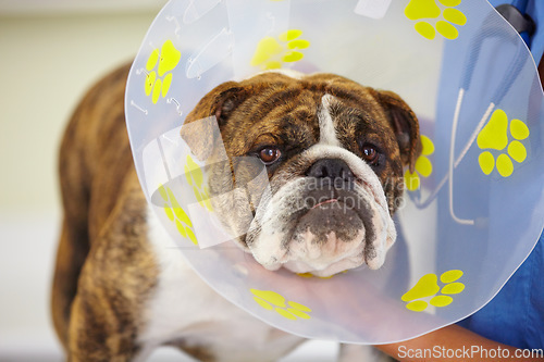 Image of Cone, face or dog at vet clinic for animal healthcare check up in nursing consultation or inspection. Collar, doctor or sick bulldog pet or puppy in examination or medical test for veterinary help