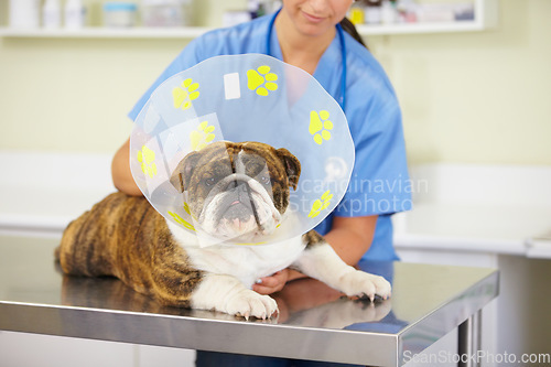 Image of Collar, doctor or dog at vet or animal healthcare check up in nursing consultation or clinic inspection. Cone, nurse or sick bulldog pet or puppy in examination or medical test for veterinary help