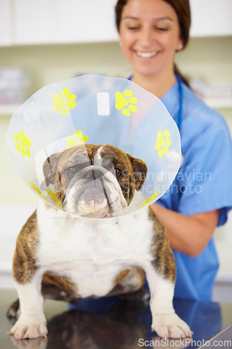 Image of Cone, face or dog at vet or animal healthcare check up in nursing consultation or clinic inspection. Collar, doctor or sick bulldog pet or puppy in examination or medical test for veterinary help