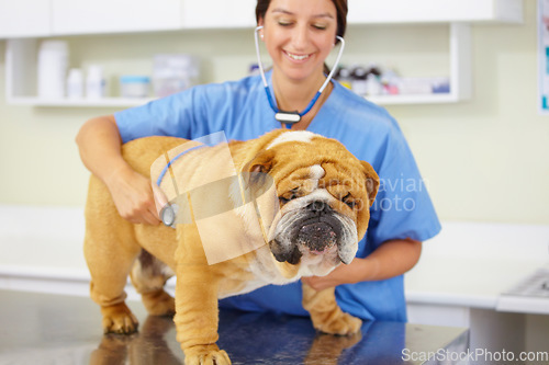 Image of Heartbeat, happy doctor or dog at vet or animal healthcare clinic check up in nursing consultation. Smile, friendly nurse or sick bulldog pet or puppy in examination or medical test for veterinary