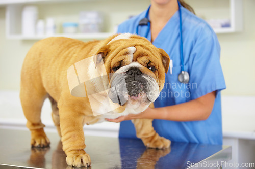 Image of Face, doctor or dog at vet or animal healthcare check up in nursing consultation or clinic inspection. Hands, nurse or sick bulldog pet or puppy in examination or medical test for veterinary help