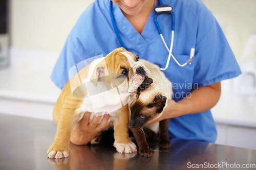 Image of Vet, woman and animals with care, health and clinic with shelter, medical and support with medicine. Closeup, female person and employee with a dog, cat and pets for checkup, veterinary and help