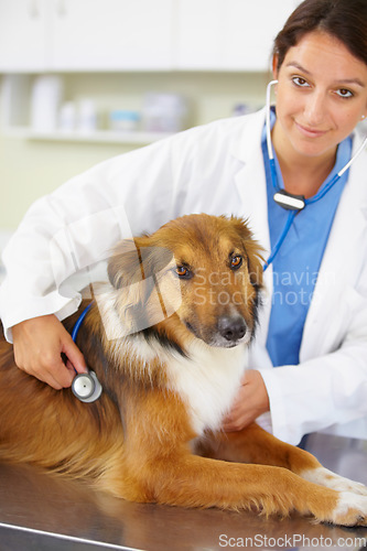 Image of Portrait of doctor, heartbeat or dog at veterinary clinic for animal healthcare checkup inspection or nursing. Nurse, face or sick rough collie pet or puppy in examination or medical test for help