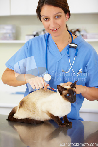 Image of Injection, doctor portrait or cat at vet or animal healthcare clinic checkup in nursing consultation. Friendly smile, nurse or sick pet or Siamese kitten in veterinary examination or medical vaccine