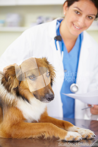 Image of Portrait of doctor, exam or dog at veterinary clinic for animal healthcare checkup inspection or prescription. Nurse, face or sick rough collie pet or puppy in examination or medical test for help