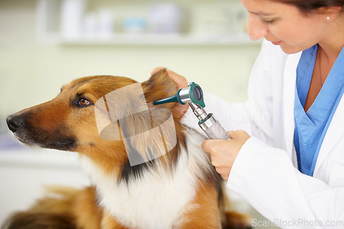 Image of Veterinarian, ear test or dog at veterinary clinic for animal healthcare checkup inspection or nursing. Doctor helping, hearing or sick rough collie pet or rescue puppy in medical examination service