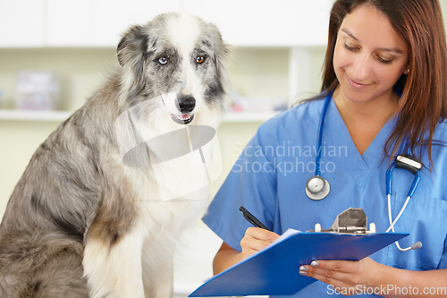 Image of Veterinarian, writing or dog at veterinary clinic for animal healthcare checkup inspection or prescription. Doctor, history or sick blue merle collie pet or rescue puppy in medical examination test