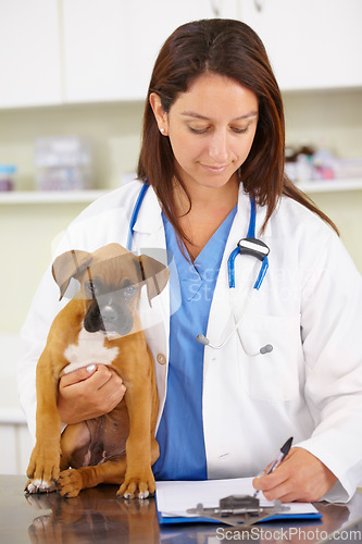 Image of Doctor, writing or dog at veterinary clinic for animal healthcare checkup inspection or prescription. Veterinarian, history or sick boxer pet or rescue puppy in medical examination test in office