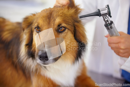 Image of Hands of doctor, ear test or dog at veterinary clinic for animal healthcare checkup inspection or nursing. Nurse, hearing or sick rough collie pet or rescue puppy in medical examination for help