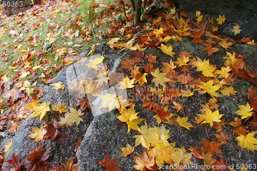 Image of Yellow leaves