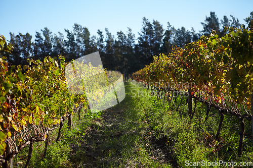 Image of Landscape, vineyard and farm for wine, grapes and green growth on vines, plants and winery in countryside, nature with blue sky. Agriculture, sustainable farming or growing in Cape Town or spring