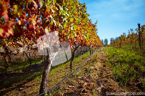 Image of Vineyard, landscape and farm for wine, grapes and growth of vines, plants and winery in countryside, nature with view and blue sky. Agriculture, sustainable farming or growing in Cape Town or autumn