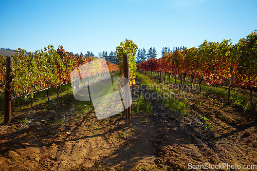 Image of Nature, sustainable and landscape of a vineyard with plants, greenery and trees for grapes. Agriculture, rural environment and bush of vines on an empty outdoor wine farm or winery in the countryside