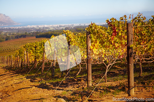 Image of Vineyard, landscape and farm for wine, grapes and growth of vines, plants and winery in countryside, nature with view and blue sky. Agriculture, sustainable farming or growing in Cape Town or autumn